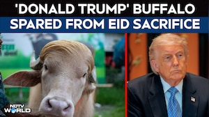 Donald Trump Buffalo | 'Donald Trump' Buffalo Spared From Eid Sacrifice, Moved To Bangladesh Zoo