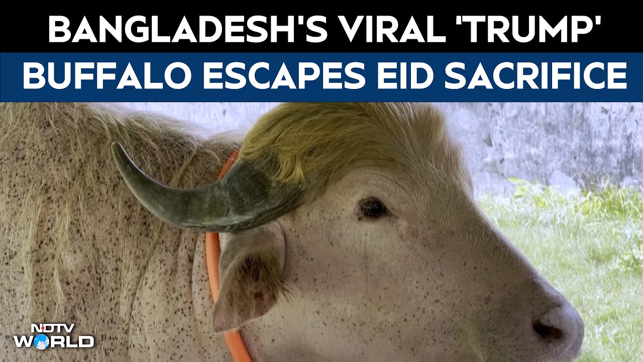 Trump Buffalo News | Bangladesh&rsquo;s Viral &lsquo;Trump&rsquo; Buffalo Escapes Eid Sacrifice, Finds New Home in Zoo