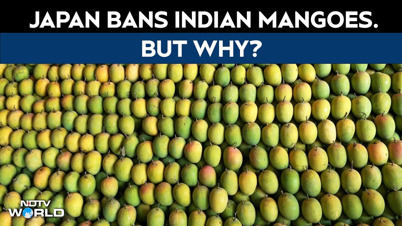 Japan Bans Indian Mangoes After 20 Years. Food Officials Found This