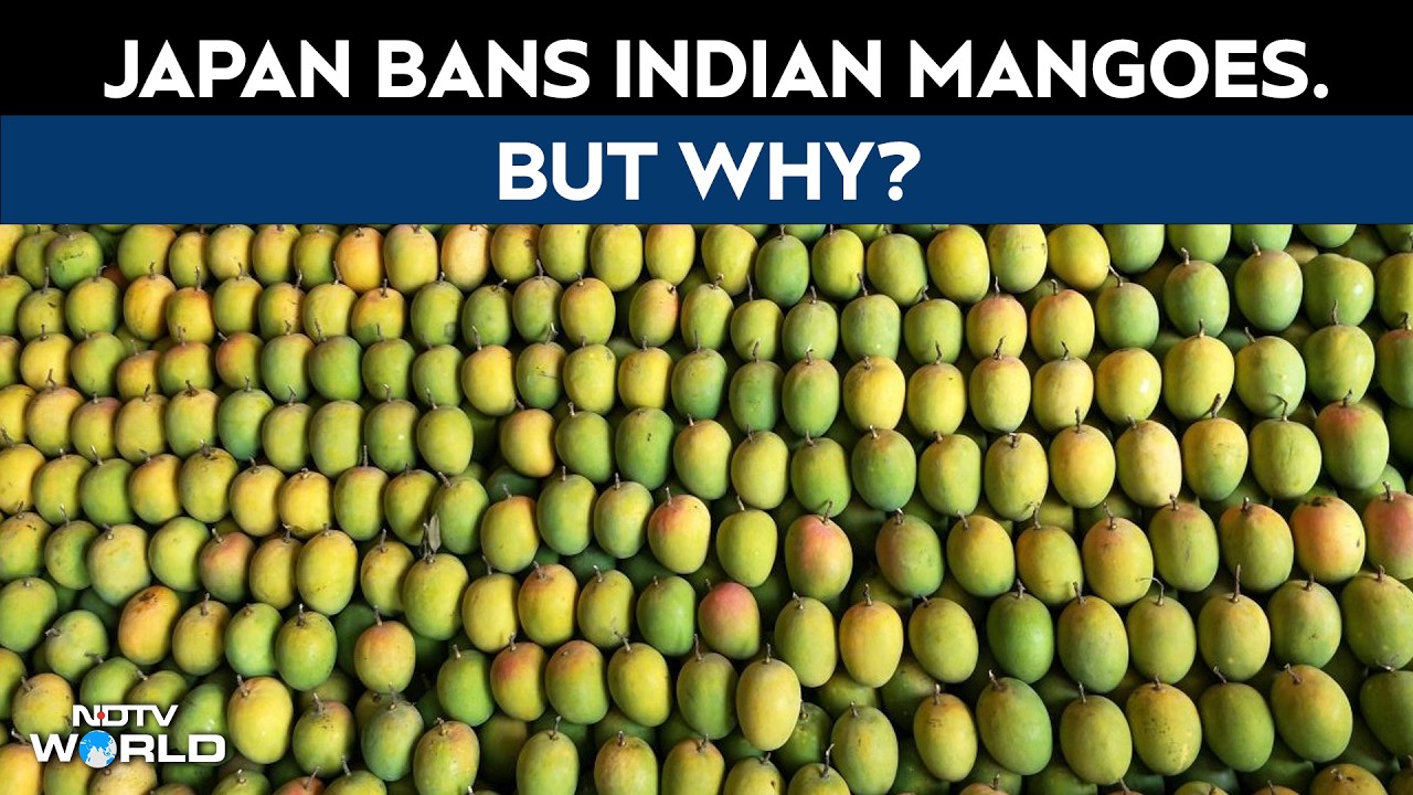 Japan Bans Indian Mangoes After 20 Years. Food Officials Found This