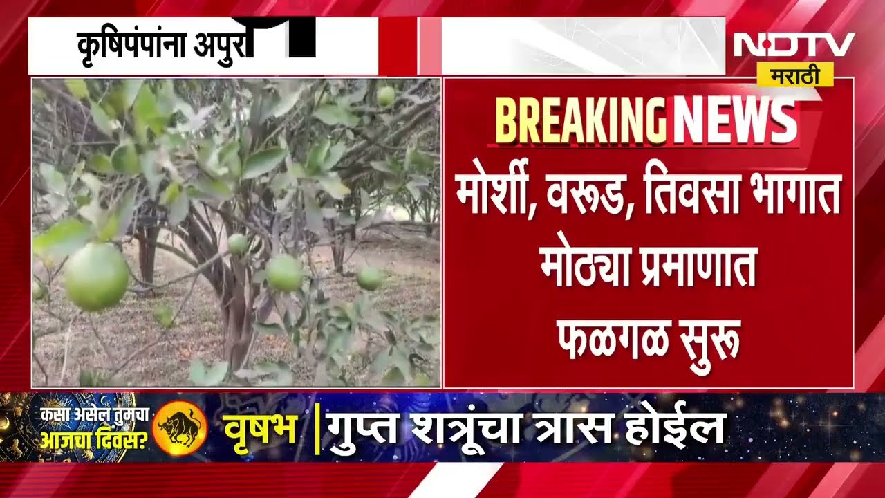 Vidarbha Farmers । तापमान 45 अंश, वीजपंपांना अपुरा वीजपुरवठा, विदर्भातील संत्री मोसंबी शेतकरी संकटात