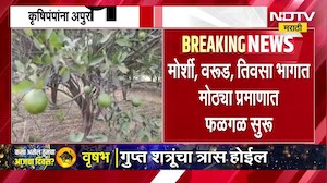 Vidarbha Farmers । तापमान 45 अंश, वीजपंपांना अपुरा वीजपुरवठा, विदर्भातील संत्री मोसंबी शेतकरी संकटात