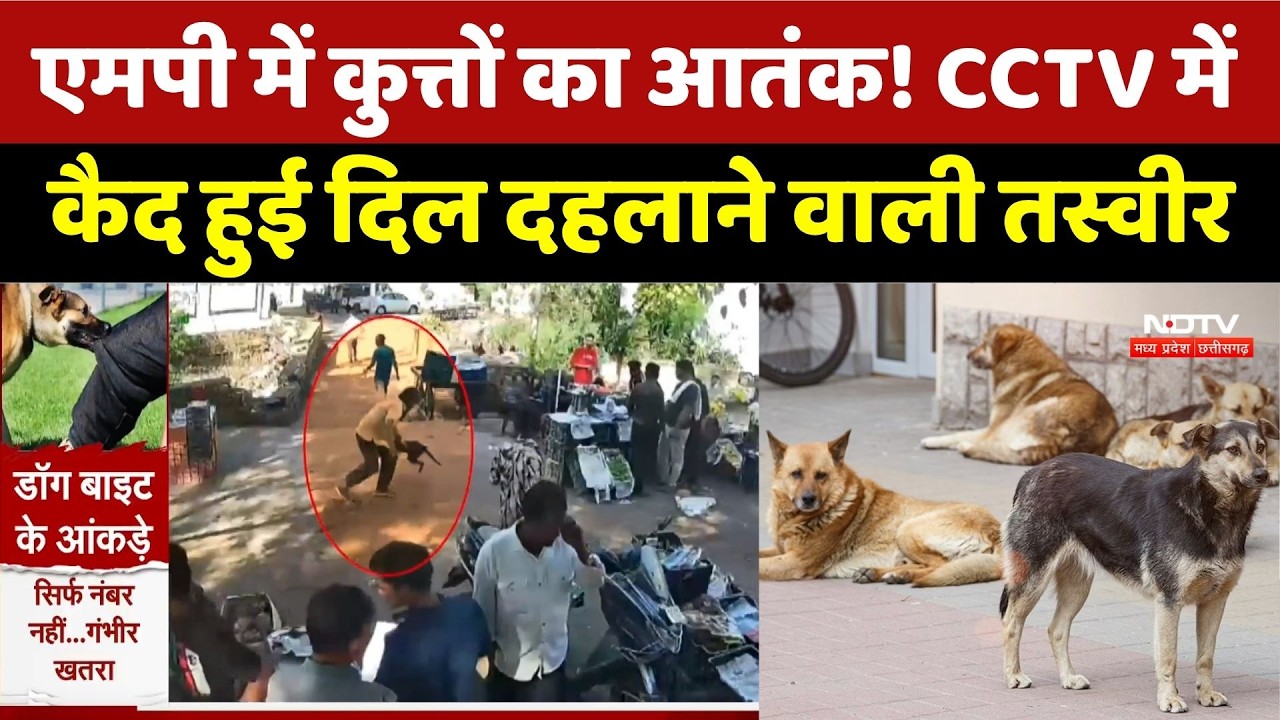 MP News: आवारा कुत्तों का हमला CCTV में कैद, दहशत में लोग, सुरक्षा पर उठे सवाल। Top News । Breaking