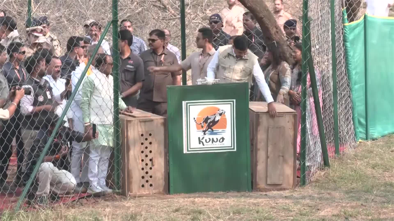 Project Cheetah: 'आजादी' की दौड़... पिंजरे से ऐसे निकले चीते