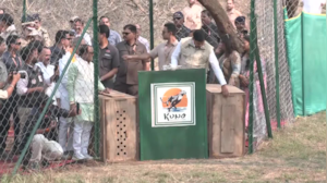 Project Cheetah: 'आजादी' की दौड़... पिंजरे से ऐसे निकले चीते
