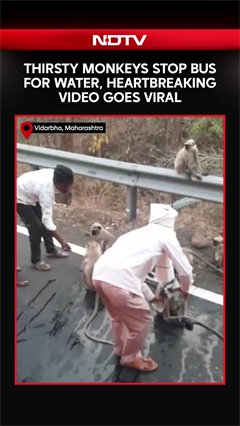 Thirsty Monkeys Stop Bus For Water, Heartbreaking Video Goes Viral