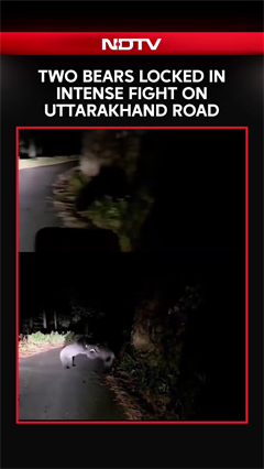 Two Bears Locked In Intense Fight On Uttarakhand Road