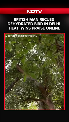 Video: British Man Recues Dehydrated Bird In Delhi Heat, Wins Praise Online