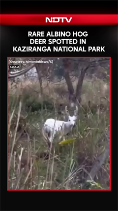 Rare Albino Hog Deer Spotted Roaming In Kaziranga National Park In Assam