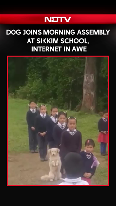Video: Dog Joins Morning Assembly at Sikkim School, Internet In Awe