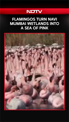 Watch: Flamingos Turn Navi Mumbai Wetlands Into A Sea Of Pink, Painting Landscape In Vivid Hues