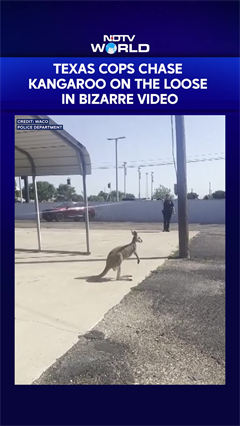 Texas Cops Chase Kangaroo On The Loose In Bizarre Video