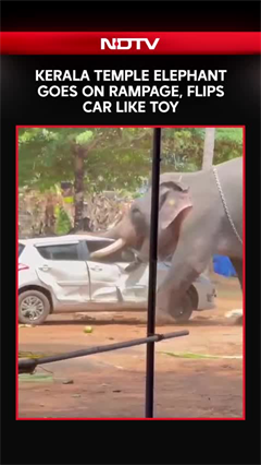 Kerala Temple Elephant Goes on Rampage, Kills 1, Flips Car in Viral Video