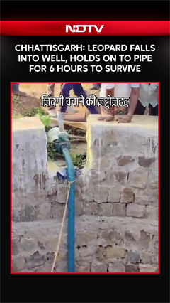 Video: Chhattisgarh: Leopard Falls Into Well, Holds On To Pipe For 6 Hours To Survive
