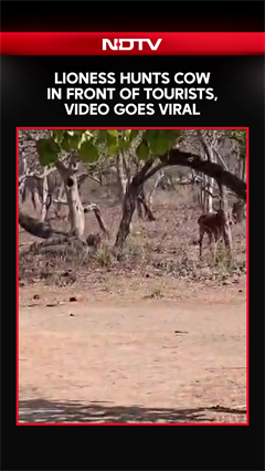 Lioness Hunts Cow In Front Of Tourists During Gir Safari, Video Goes Viral