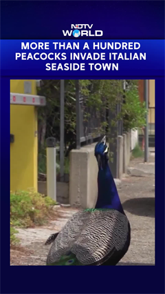 Viral Video | More Than A Thousand Peacocks Invade Italian Seaside Town