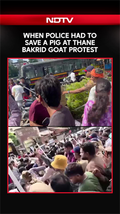 When Police Had To Save A Pig At Thane Bakrid Goat Protest