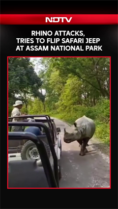 Rhino Attacks, Tries To Flip Safari Jeep At Assam National Park