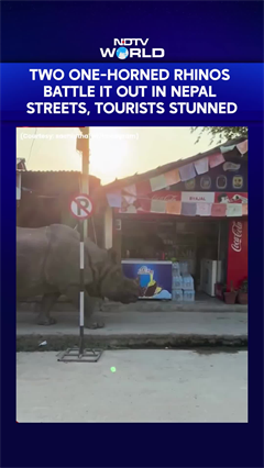 Fierce Rhino Clash Caught On Camera In Nepal's Chitwan, Tourists Left Stunned