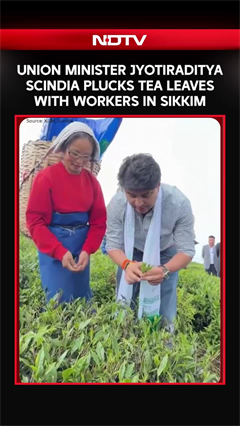 Union Minister Jyotiraditya Scindia Plucks Tea Leaves With Workers In Sikkim
