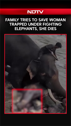 Family Tries To Save Woman Trapped Under Fighting Elephants, She Dies