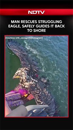 Man Rescues Struggling Eagle, Safely Guides It Back To Shore