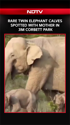 Mother Elephant With Her Rare Twin Calves Spotted In Jim Corbett Park