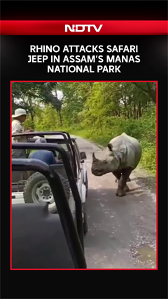 Rhino Charges Safari Jeep in Assam&rsquo;s Manas National Park, Tourists Escape Unhurt
