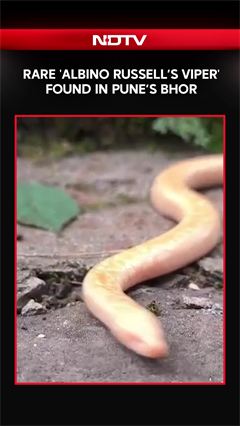 Maharashtra News | Rare 'Albino Russell's Viper' Found in Pune's Bhor