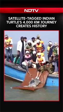 Maharashtra: Satellite-Tagged Indian Turtle's 4,000 Km Journey Creates History