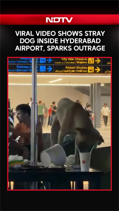 Viral Video Shows Stray Dog Inside Hyderabad Airport, Sparks Outrage