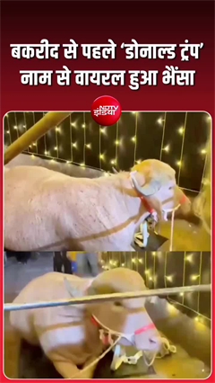 Bangladesh Albino Buffalo: बकरीद से पहले &lsquo;ट्रंप भैंसा&rsquo; वायरल, देखने उमड़ी भीड़