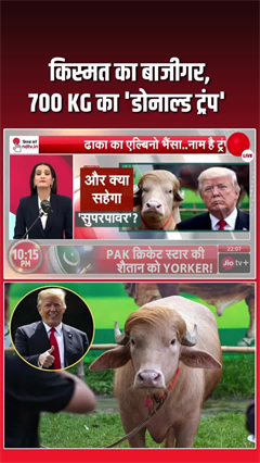 किस्मत का बाजीगर: 700 KG का 'डोनाल्ड ट्रंप'