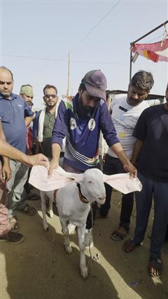 अजमेर बकरा मंडी में हैदराबादी नस्ल की 18 इंच लंबे कानों वाली &ldquo;परी&rdquo; बनी आकर्षण का केंद्र