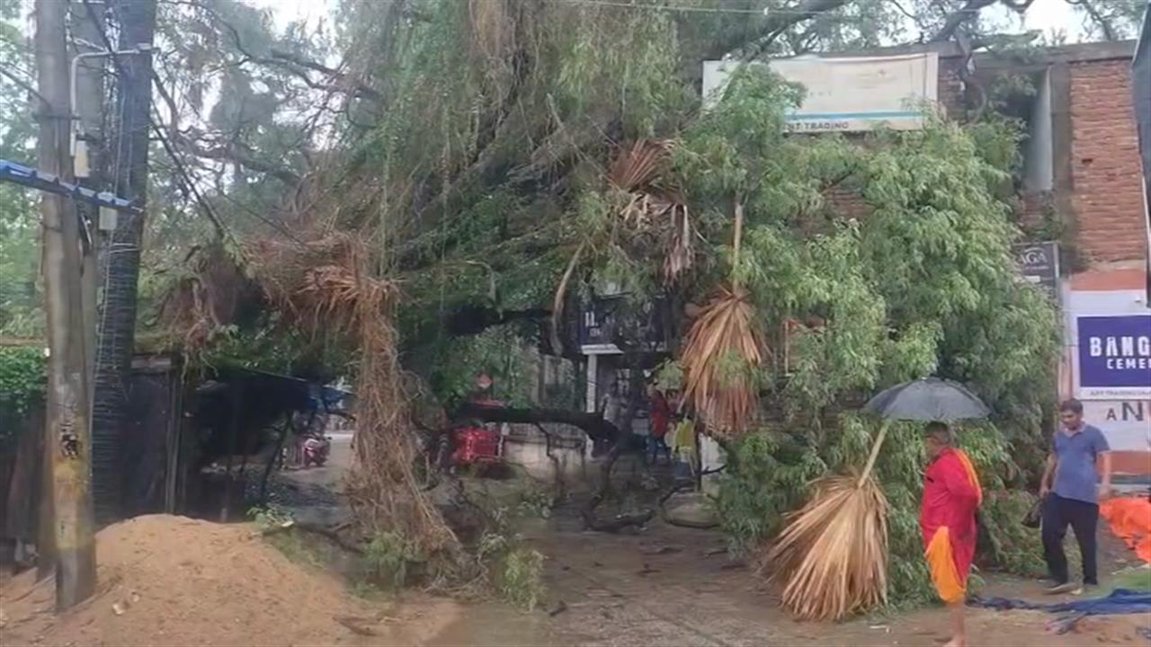 बिहार में आंधी-बारिश मचा रही है तबाही, पेड़ गिरने से भारी नुकसान