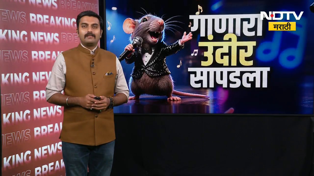 Special Report| गाणारा उंदीर सापडला...रात्री रंगते उंदरांच्या गाण्यांची मैफील,कुठे सापडलाय हा उंदीर