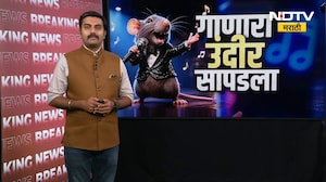Special Report| गाणारा उंदीर सापडला...रात्री रंगते उंदरांच्या गाण्यांची मैफील,कुठे सापडलाय हा उंदीर