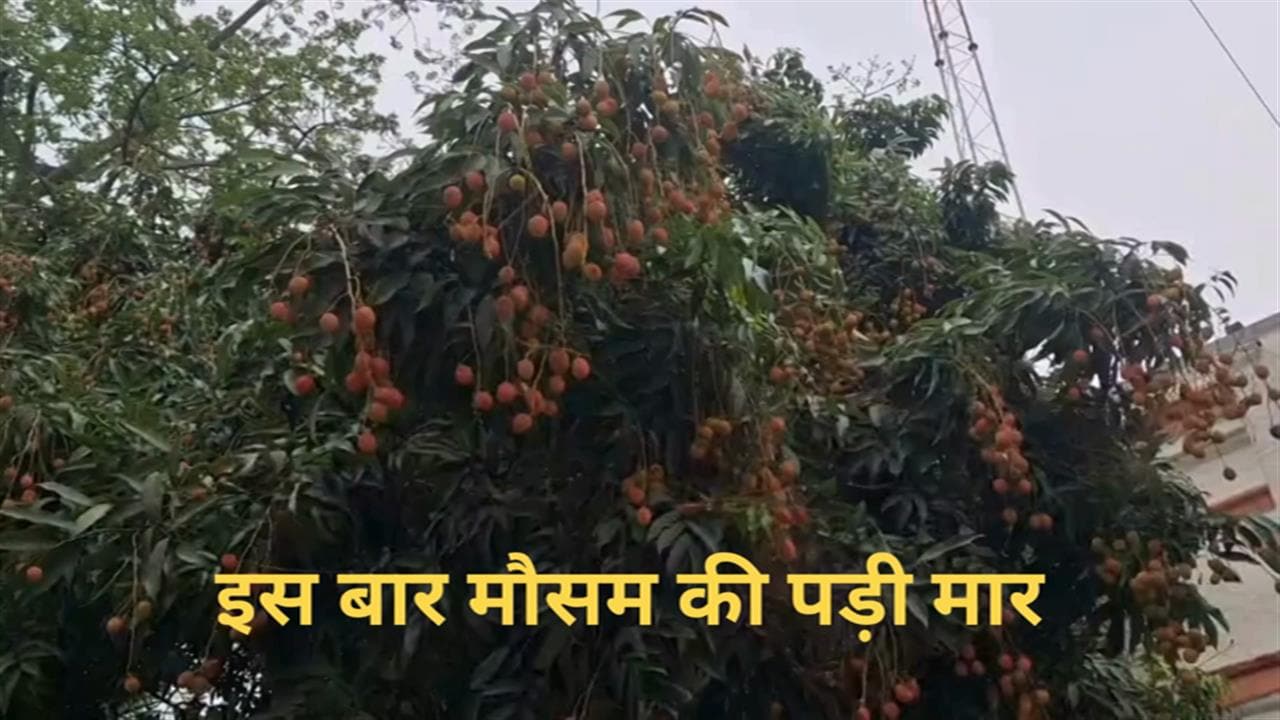 मुजफ्फरपुर के लीची किसान परेशान, गिरा 70 प्रतिशत उत्पादन