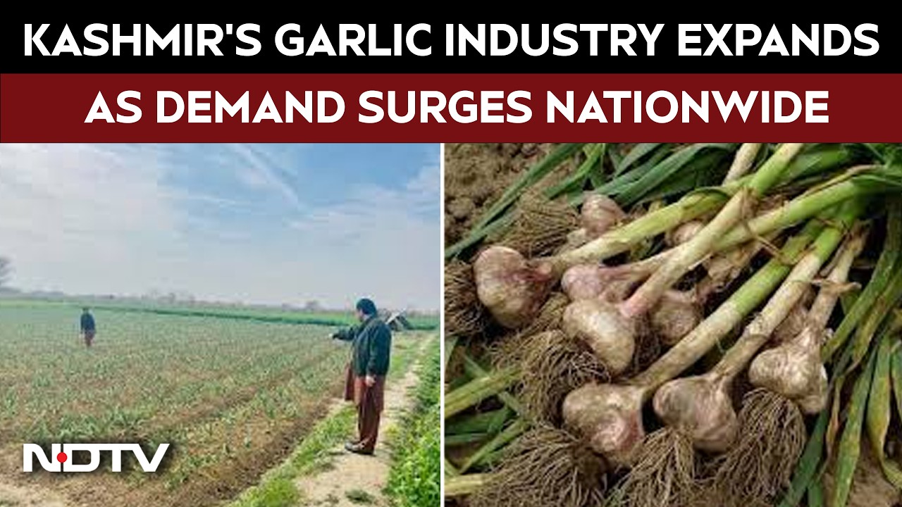 The Kashmir Success Story | Kashmir's Garlic Industry Booms As Farmers Eye Bigger National Markets