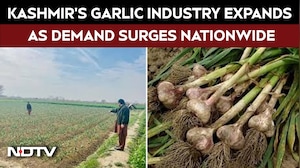 The Kashmir Success Story | Kashmir's Garlic Industry Booms As Farmers Eye Bigger National Markets