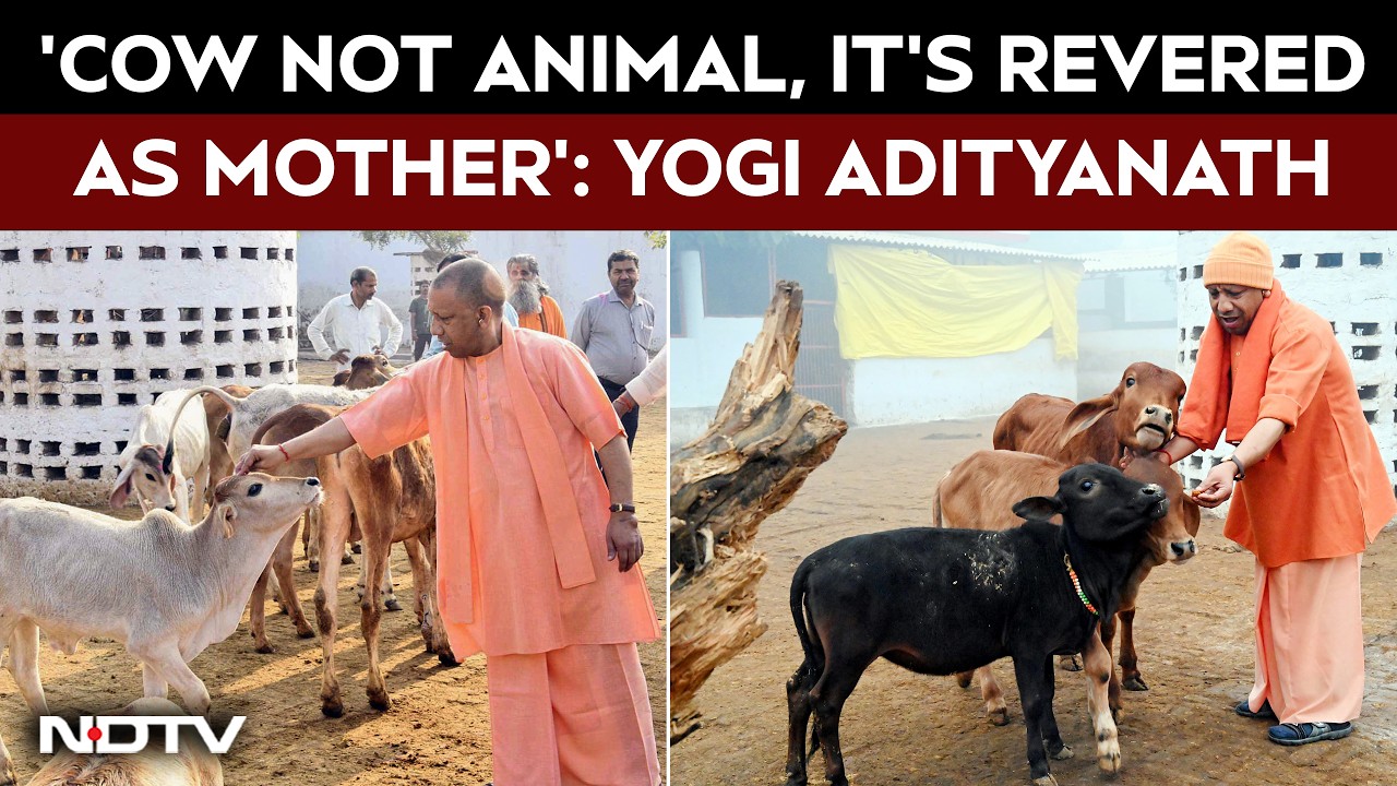 YogiAdityanath News | 'Cow Not animal, It's Revered As Mother': Yogi Adityanath