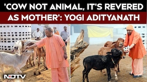 YogiAdityanath News | 'Cow Not animal, It's Revered As Mother': Yogi Adityanath