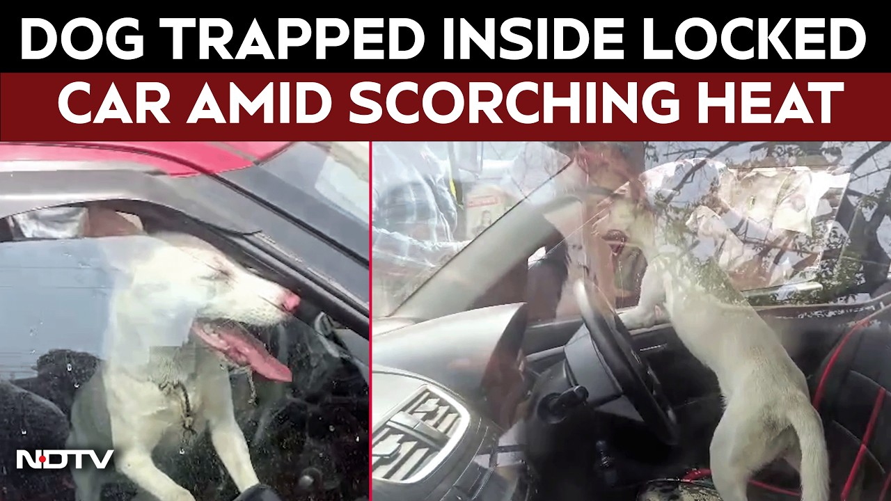 Dog Viral Video | Pet Dog Rescued From Locked Car In Guwahati Heatwave, Owner Apologises Later