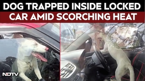 Dog Viral Video | Pet Dog Rescued From Locked Car In Guwahati Heatwave, Owner Apologises Later