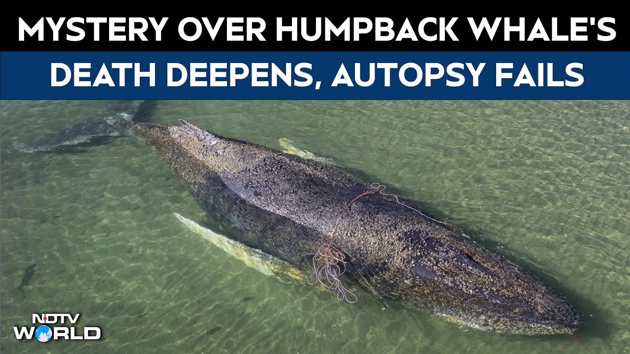 Mystery Deepens Over Death of Humpback Whale &lsquo;Timmy&rsquo; Despite Autopsy