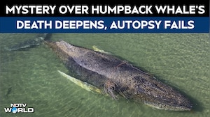 Mystery Deepens Over Death of Humpback Whale &lsquo;Timmy&rsquo; Despite Autopsy