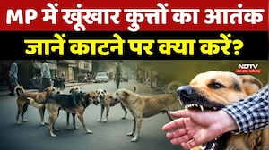 Dog Attack In MP: खूंखार कुत्तों का आतंक, जानें काटने पर क्या करें?