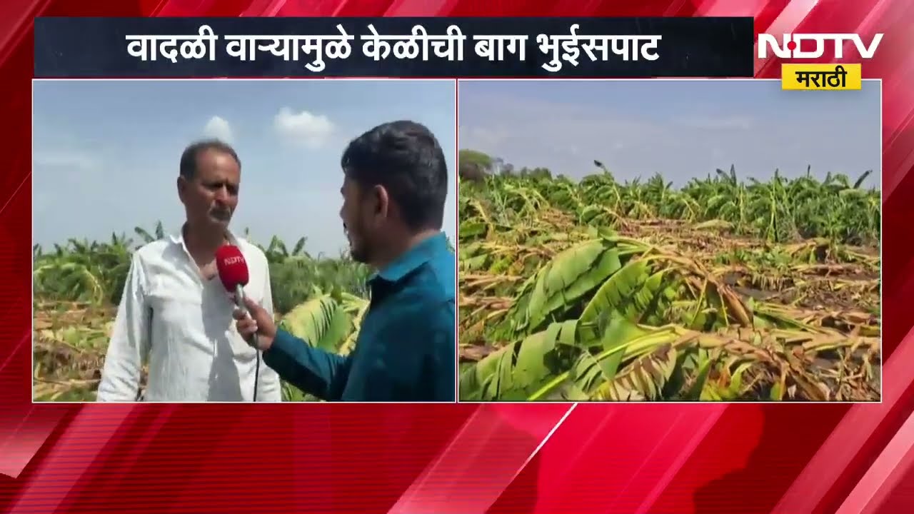 Dharashiv जिल्ह्यात वादळी वाऱ्यामुळे केळीची बाग भुईसपाट | Farmer | NDTV मराठी