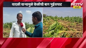 Dharashiv जिल्ह्यात वादळी वाऱ्यामुळे केळीची बाग भुईसपाट | Farmer | NDTV मराठी