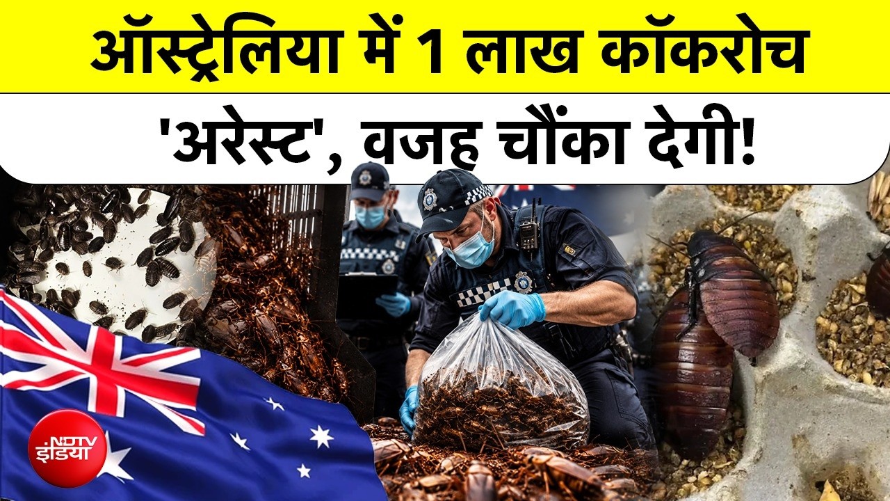 Australia में सवा करोड़ के अनोखे Cockroaches की हैरान कर देने वाली कहानी
